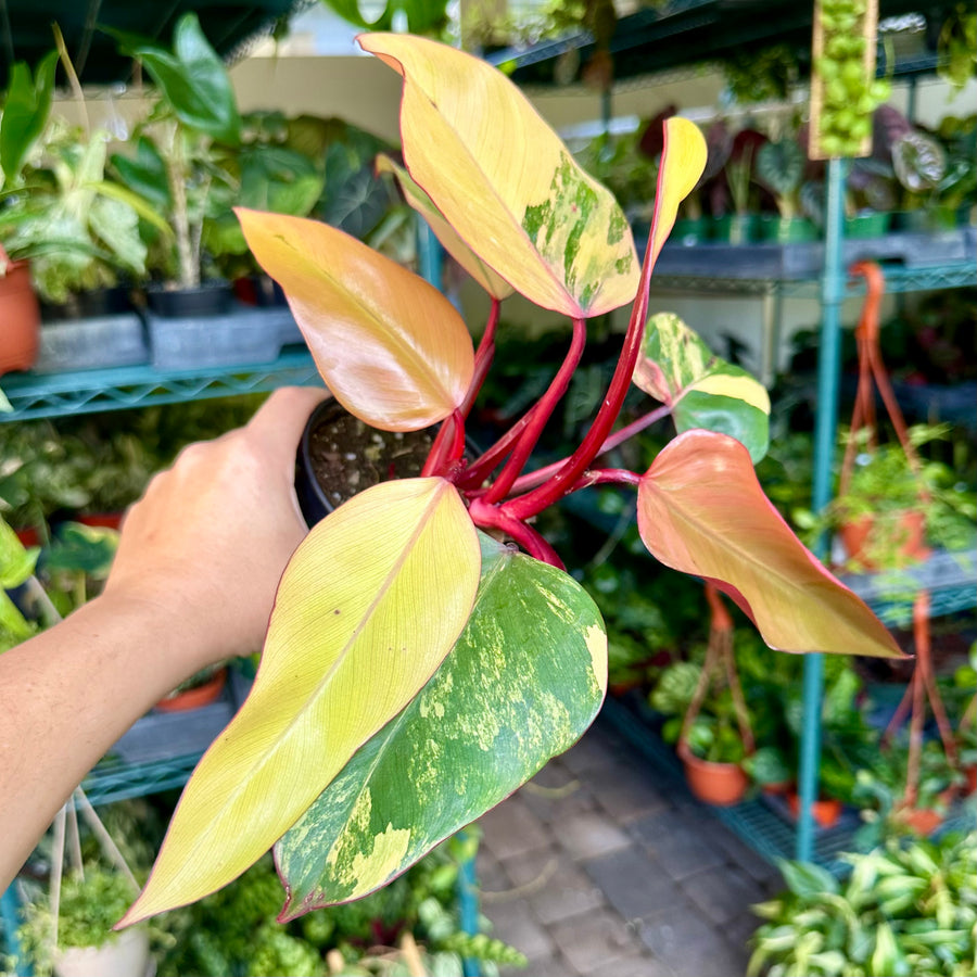 4” Philodendron 'Strawberry Shake'