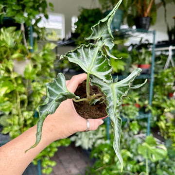 4” Alocasia Loco