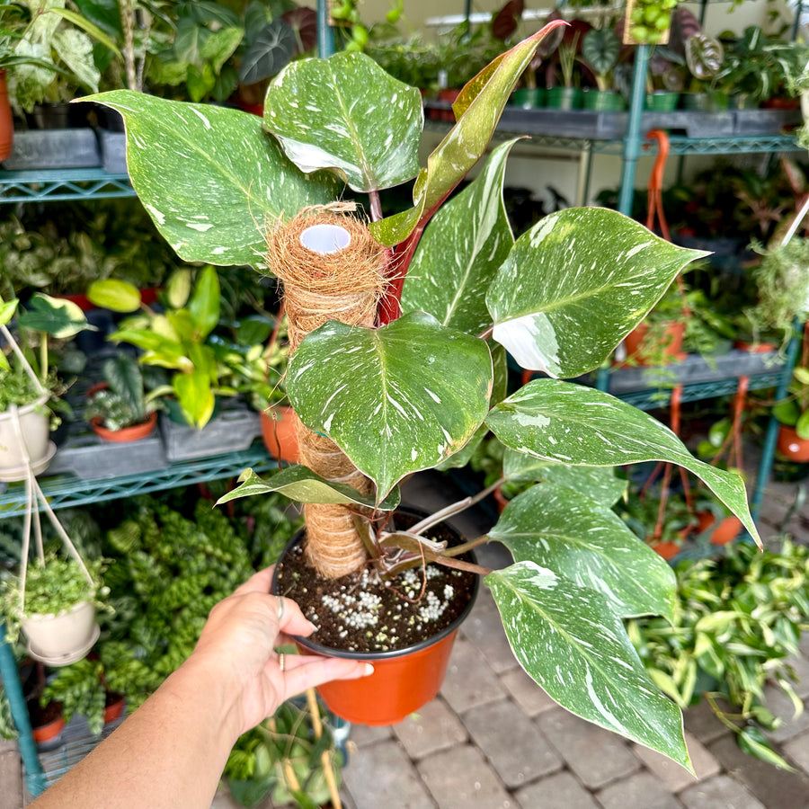 6” Philodendron white knight galaxy