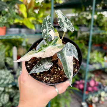 Alocasia bambino pink variegated - super special deal!