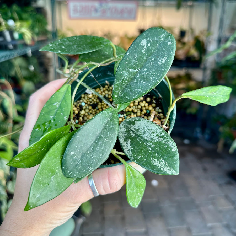 Hoya Wilbur Graves - 6” pot