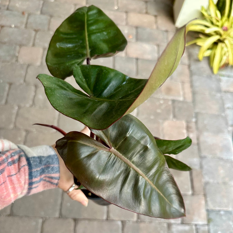 Philodendron pink princess x billietiae - 4” pot