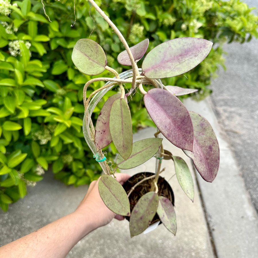 Hoya silver dollar sunstressed on trellis