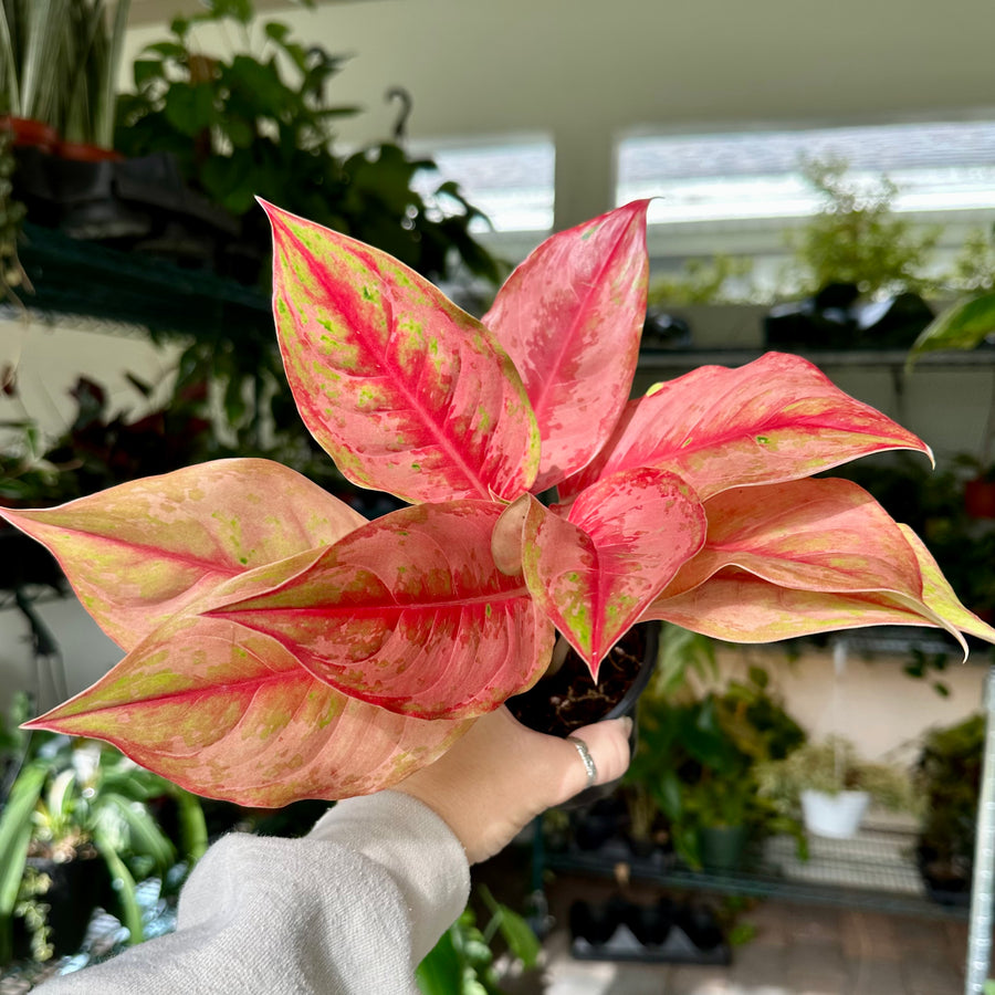 6” Aglaonema light of diamond