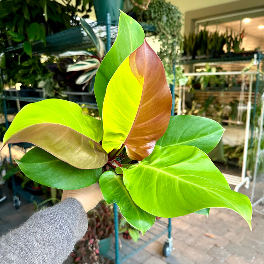 4” Philodendron yellow flame aka red moon