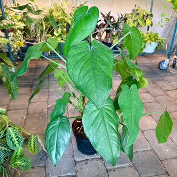 8” Syngonium Chiapense on coco pole