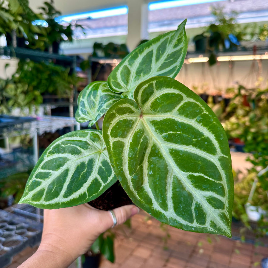 4” Anthurium silver blush