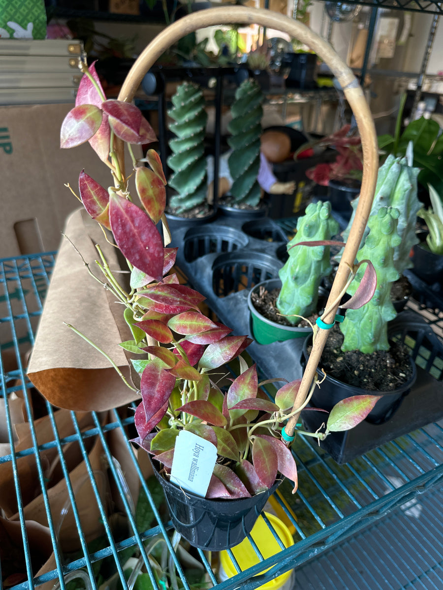 Hoya walliniana sunstressed - 4” pot with trellis