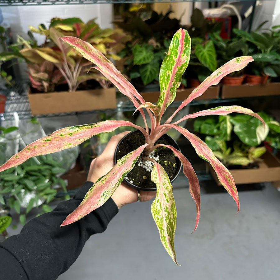 4” Aglaonema bai kaw