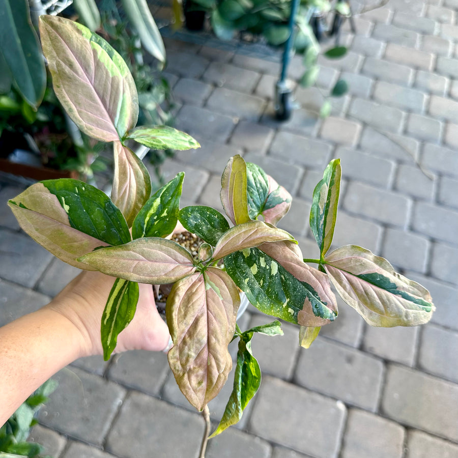 4” Syngonium tricolor