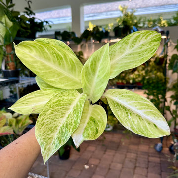 4” Aglaonema sundrop