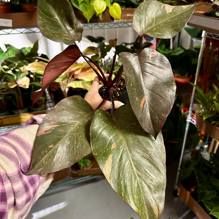 4” Philodendron orange princess