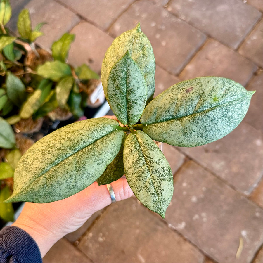 Hoya mitrata silver