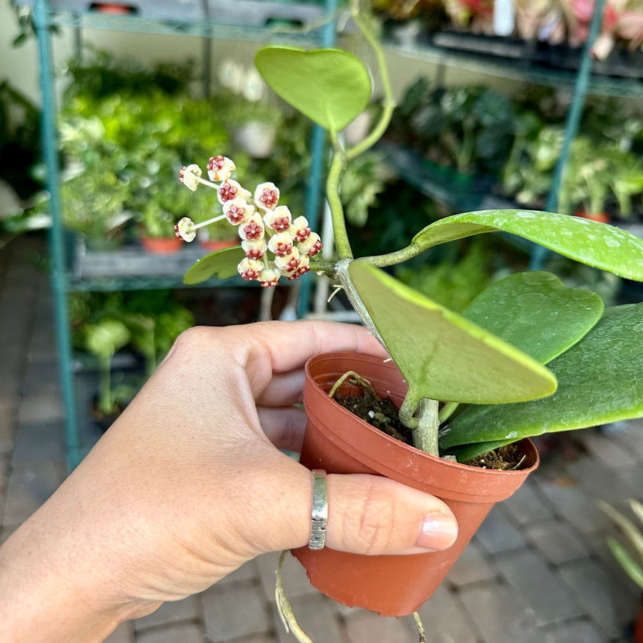 3” Hoya ‘Kerrii’