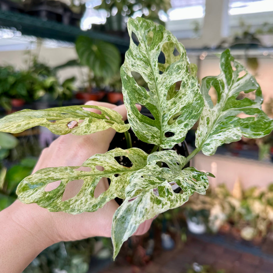 4” Monstera adansonii molted var.