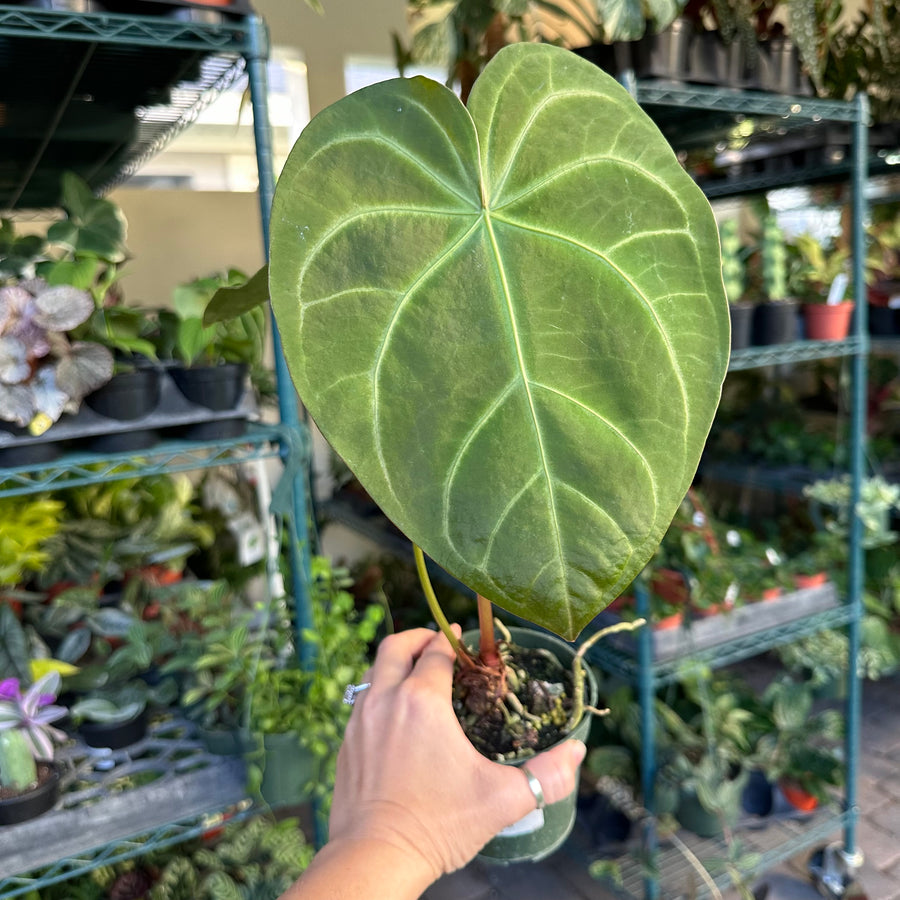 Anthurium magnificum - 6” pot