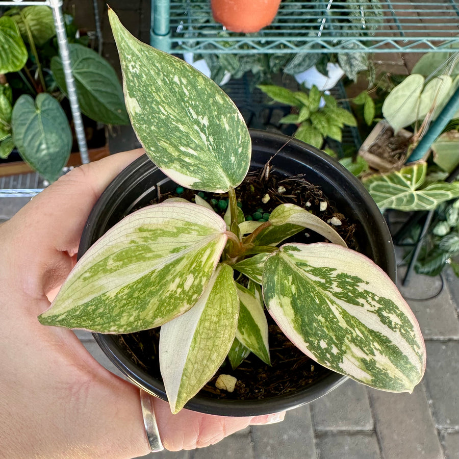 Philodendron gloriosum variegated - 4” pot