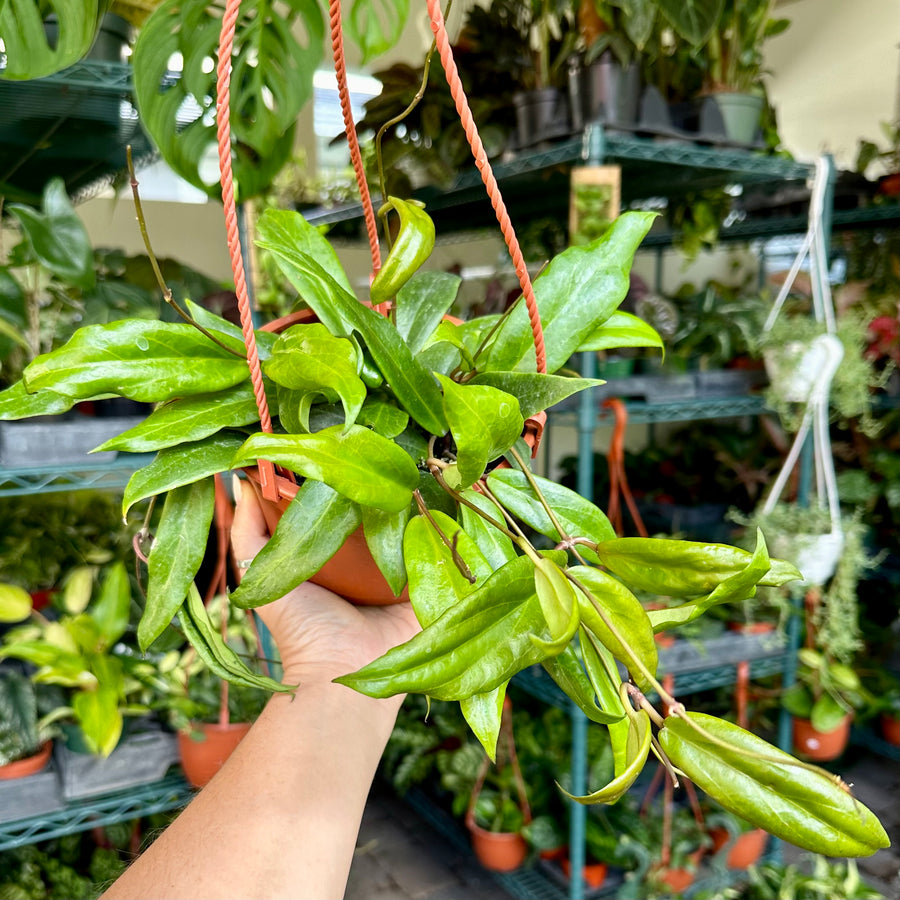 Hoya ilagiorum - 4” pot