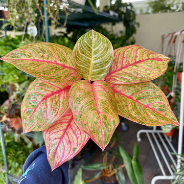 4” Aglaonema hughes