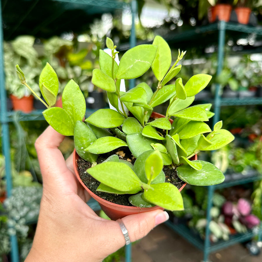 4” Hoya bilobata - blooms smell like vanilla