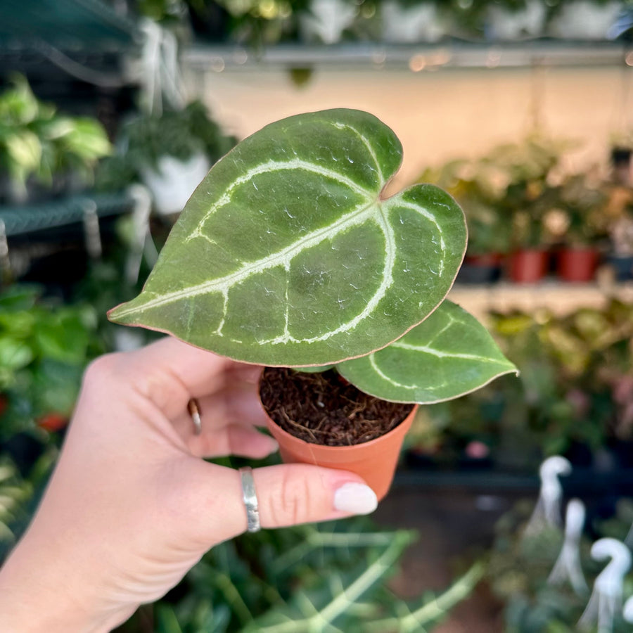 Anthurium crystallinum black form - 2” pot