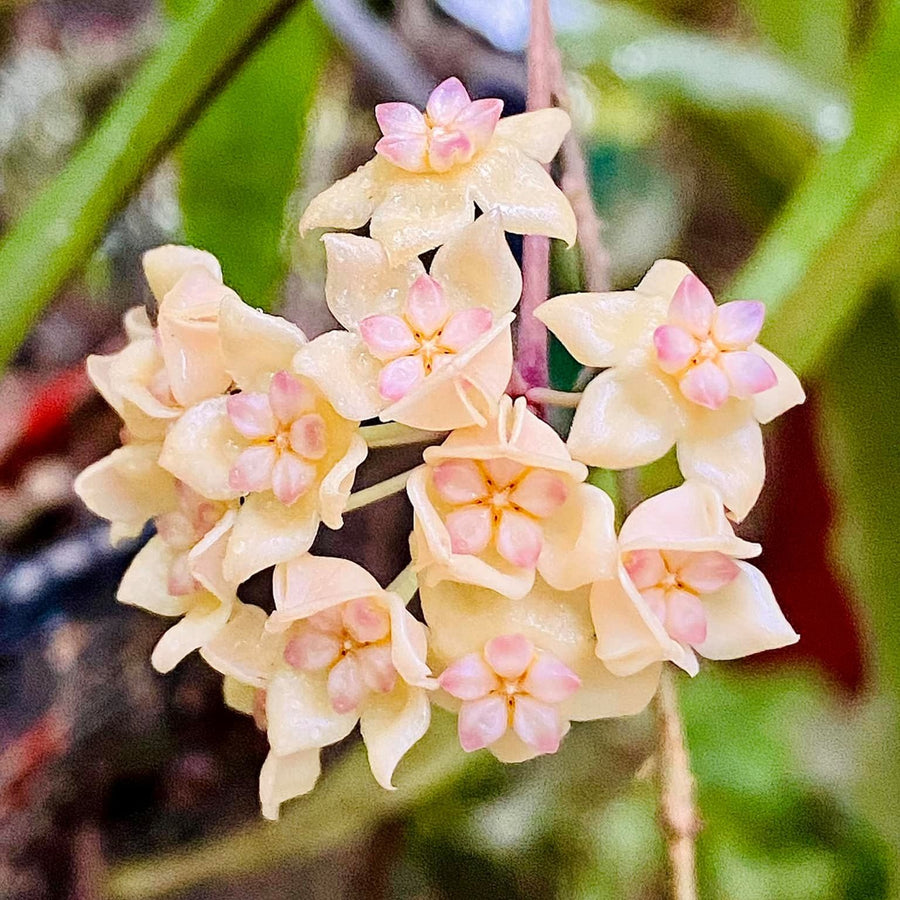 4” Hoya sp. Bengkulu (rindu rafflesia) with trellis