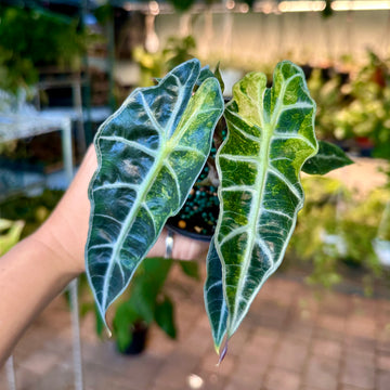 Alocasia polly variegated - 4