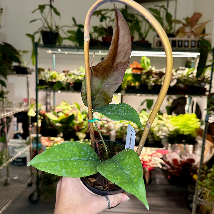 4” Hoya fauziana sp. angulata on trellis