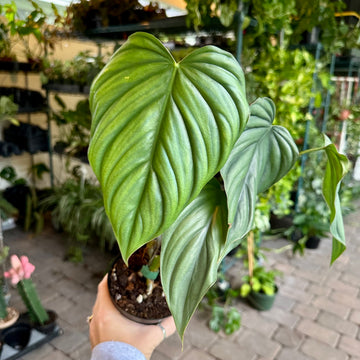 4” Philodendron sp. colombia