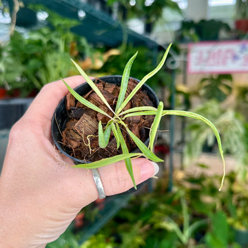 Hoya acicularis (mutate)