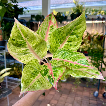 4” Aglaonema mahasombat