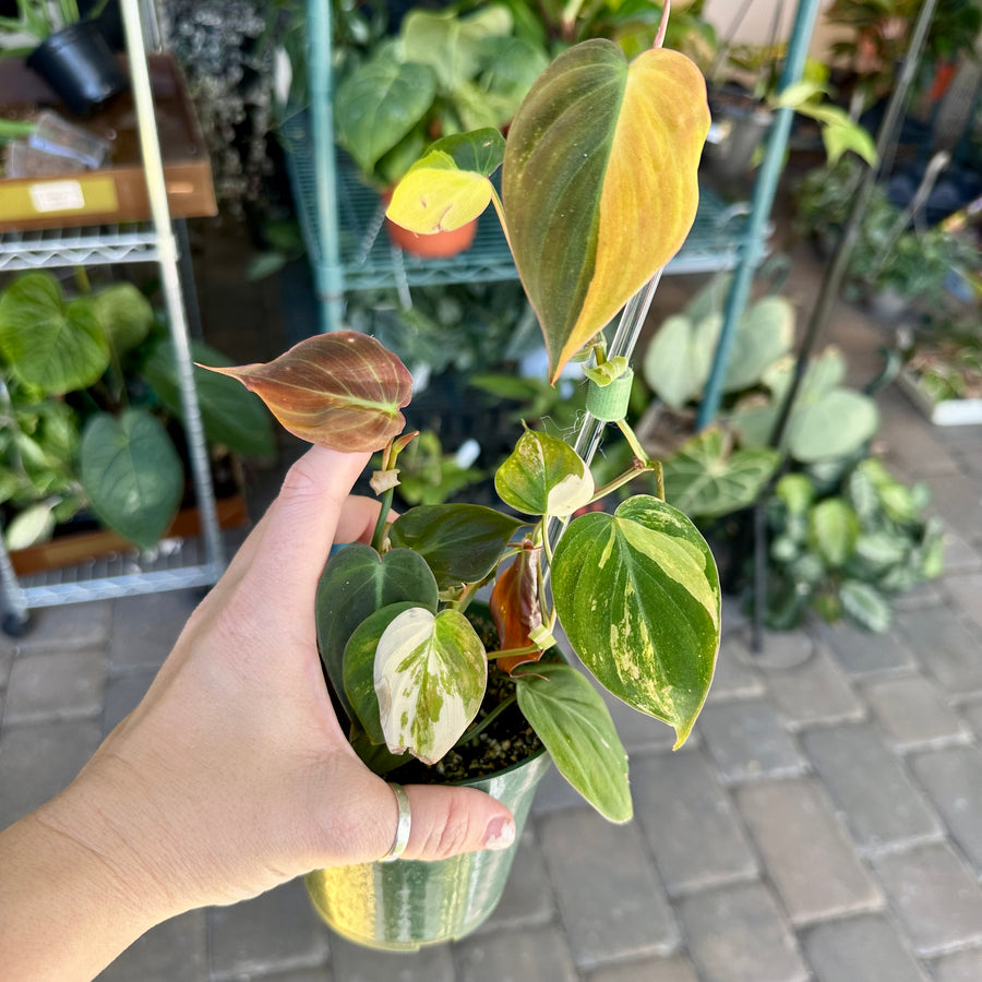 Philodendron Micans variegated - exact plant - 4” pot