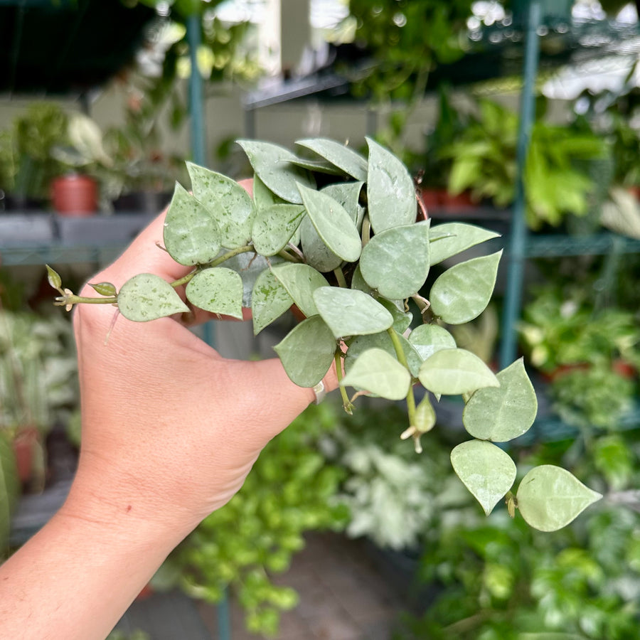 2” Hoya khroniana super silver