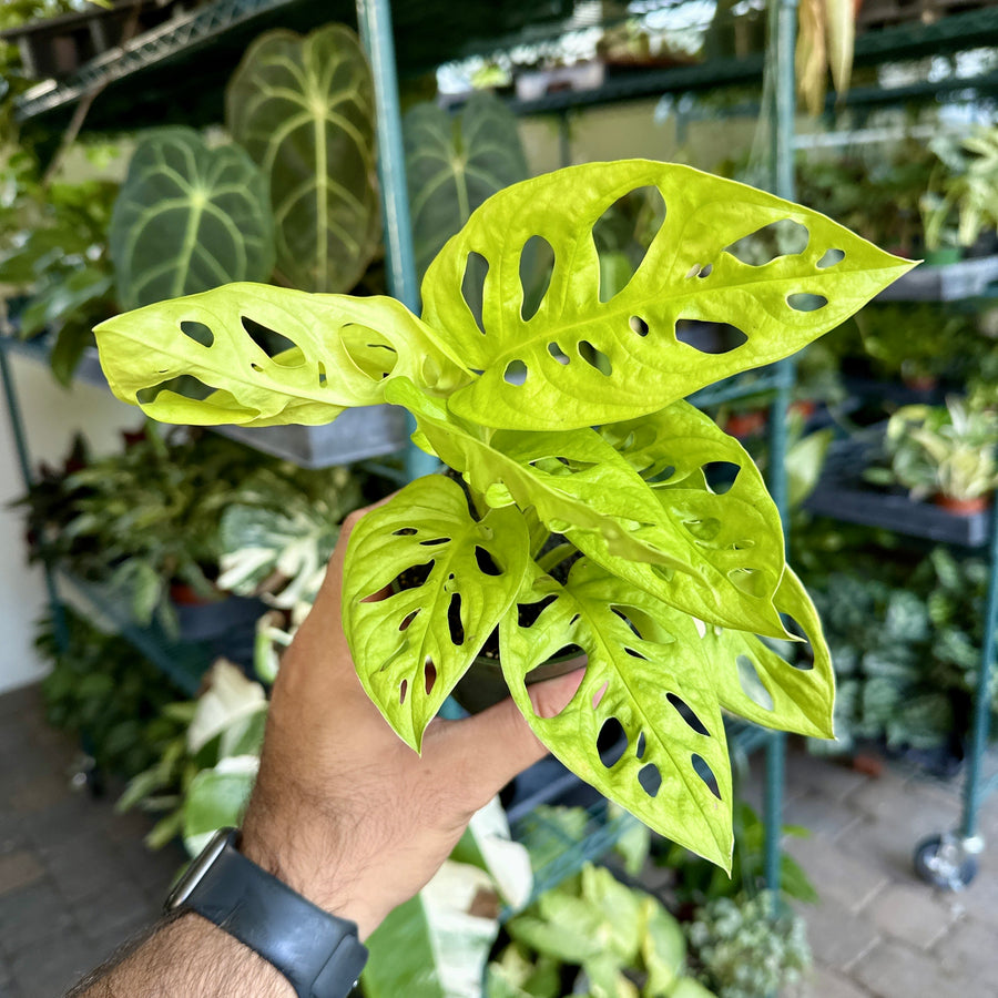 4” Monstera adansonii - Neon Madonna - rare exotic plant