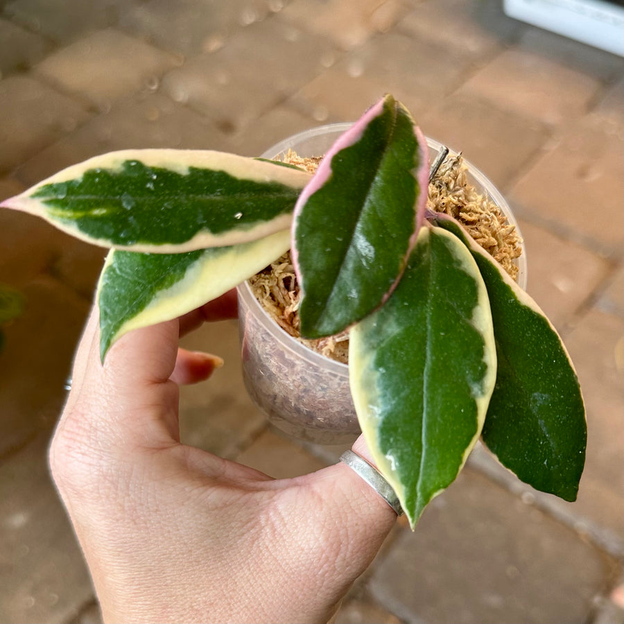 Hoya carnosa purple pride aka flamingo dream