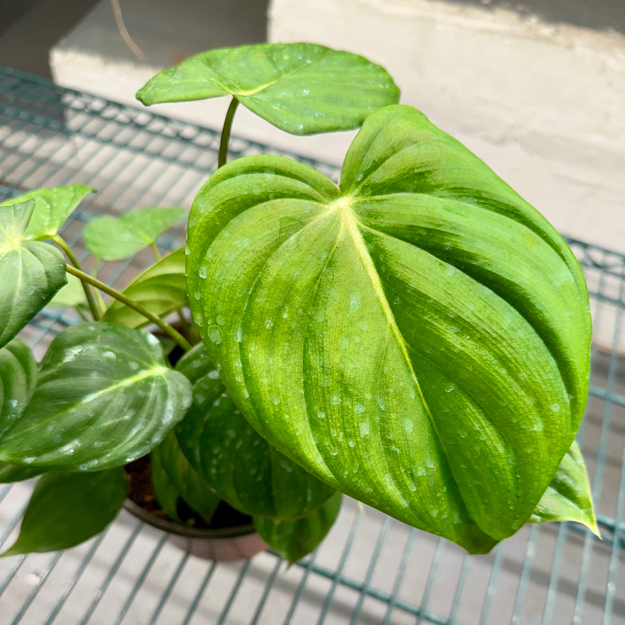 6” Philodendron McDowell