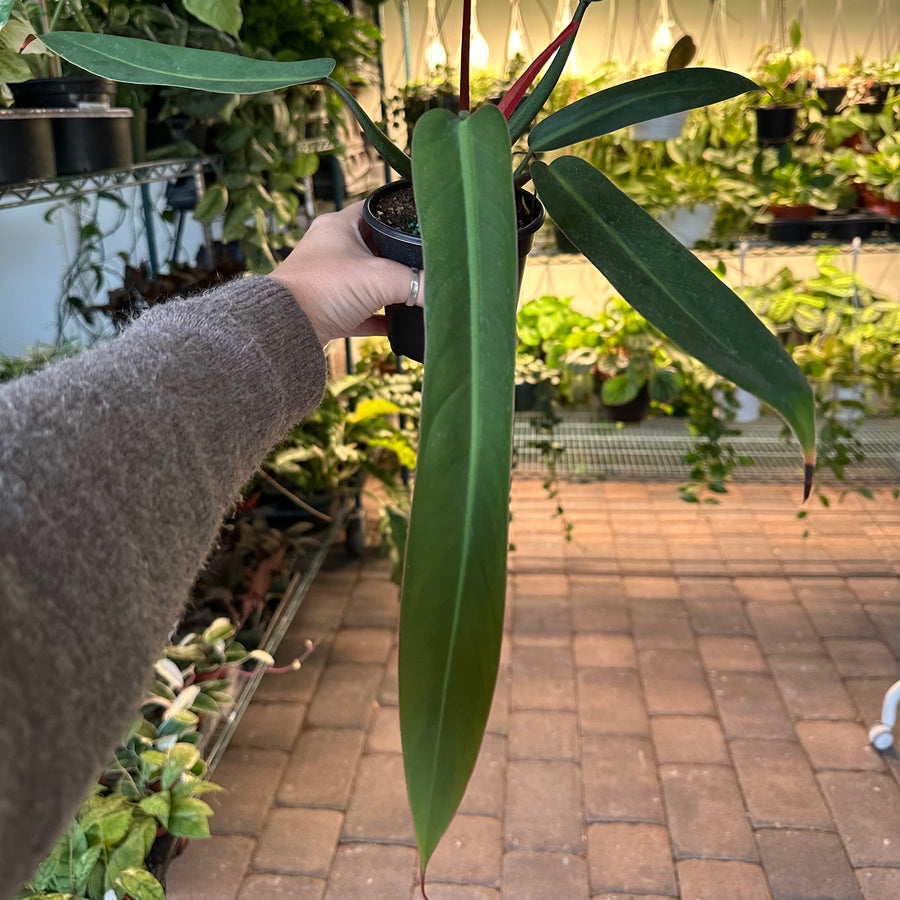 4” Philodendron bicolor