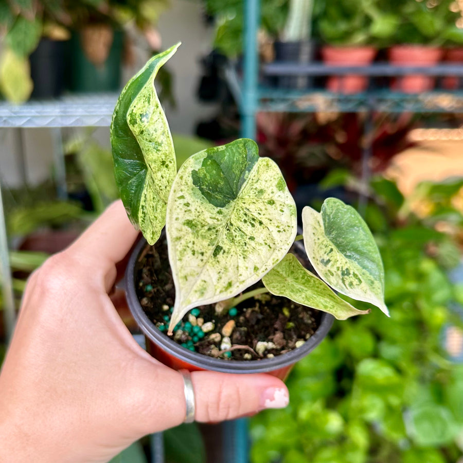 Alocasia dragon scale mint - high variegation - 4” pot