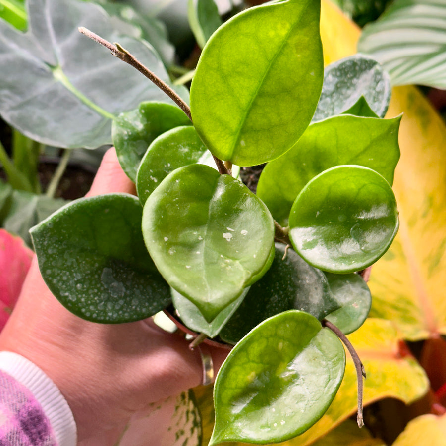 4” Hoya carnosa snowball