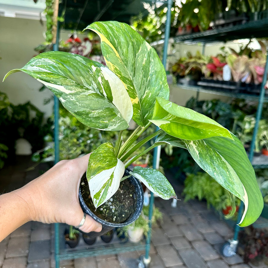 Monstera lechleriana variegated - 4” pot