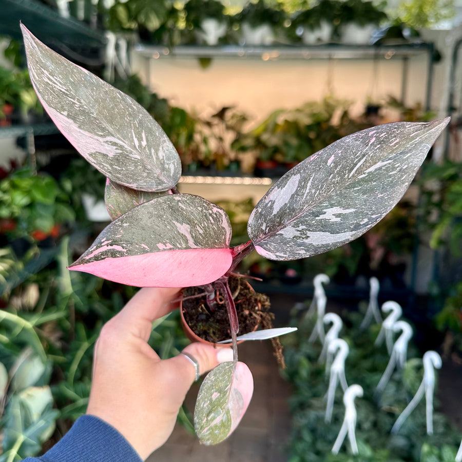 Philodendron pink princess marble / pink naomi - 2” pot