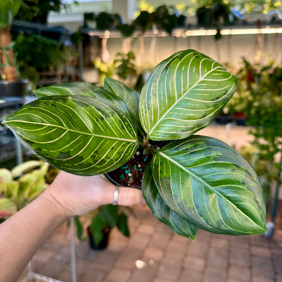 4” Aglaonema black lipstick mutation