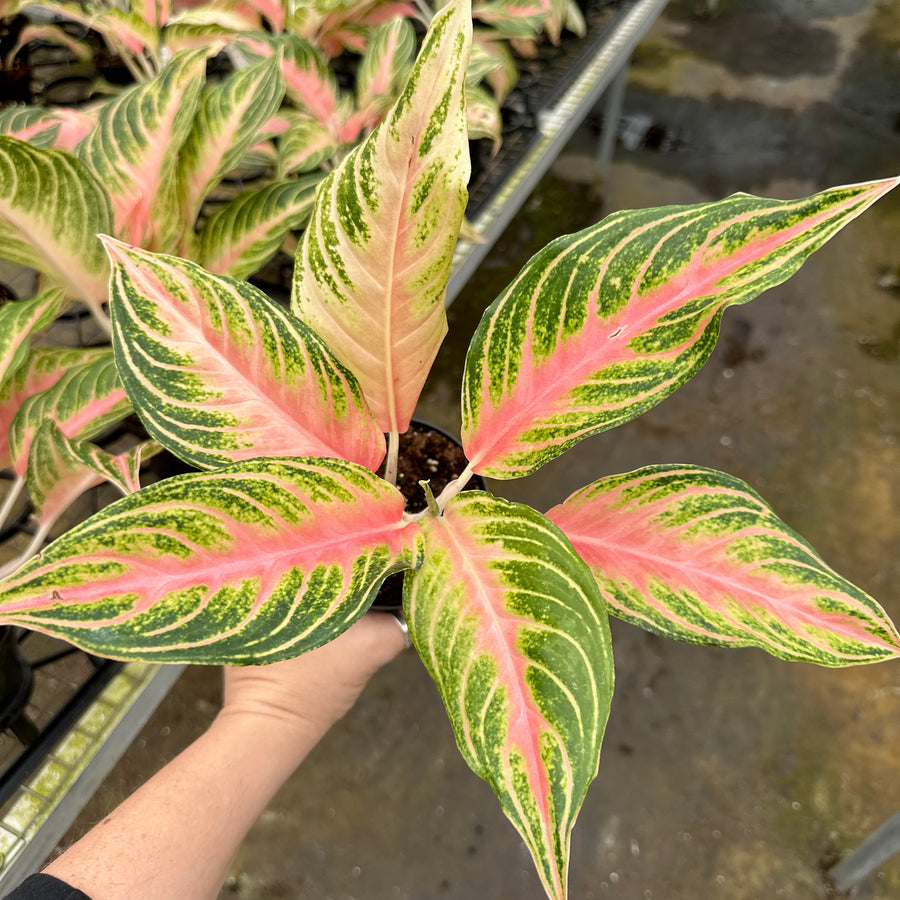 4” Aglaonema pink panama