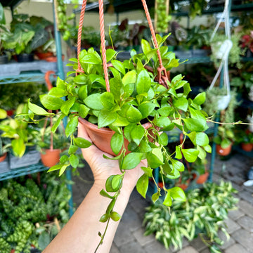 8” Hoya heuschkeliana green