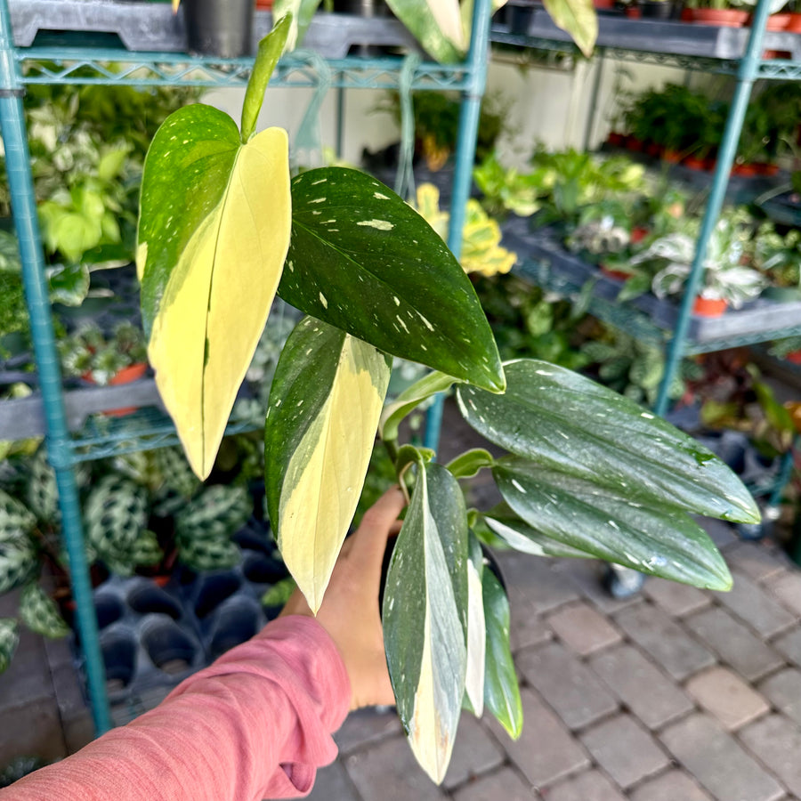 4” Monstera standleyana albo