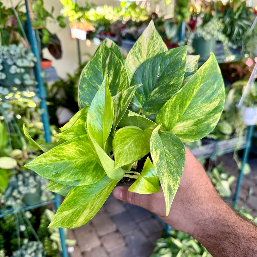 6” Neon Queen Pothos - not full