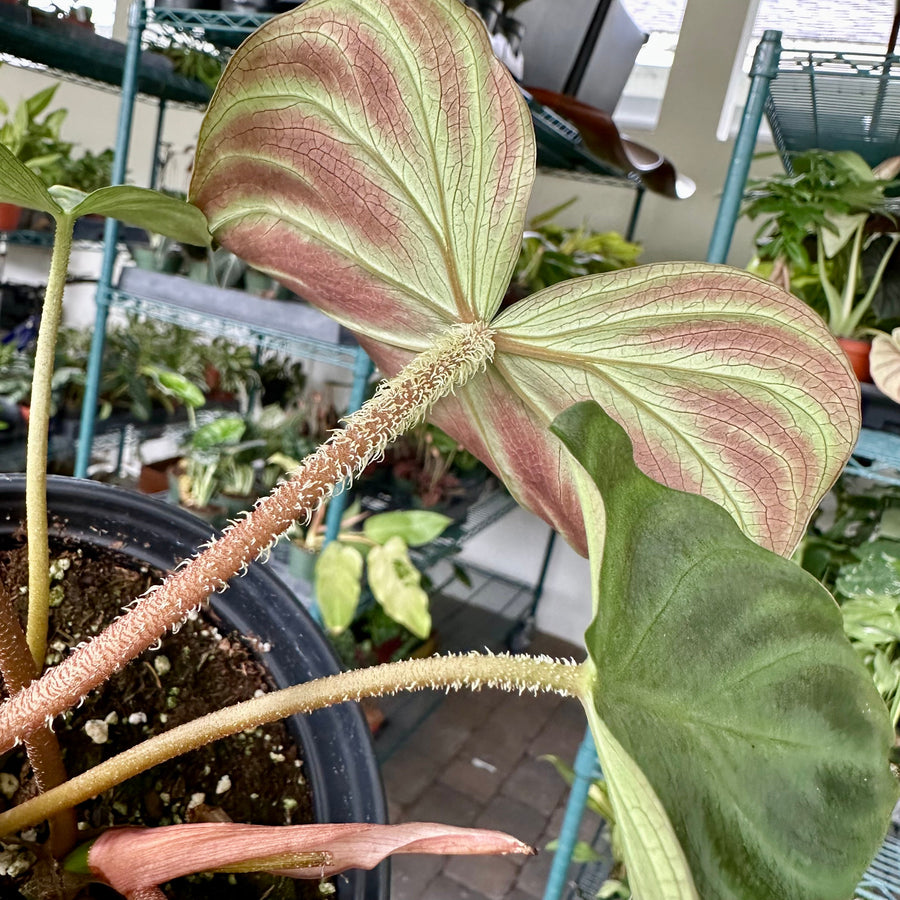 Philodendron verrucosum - 6” pot