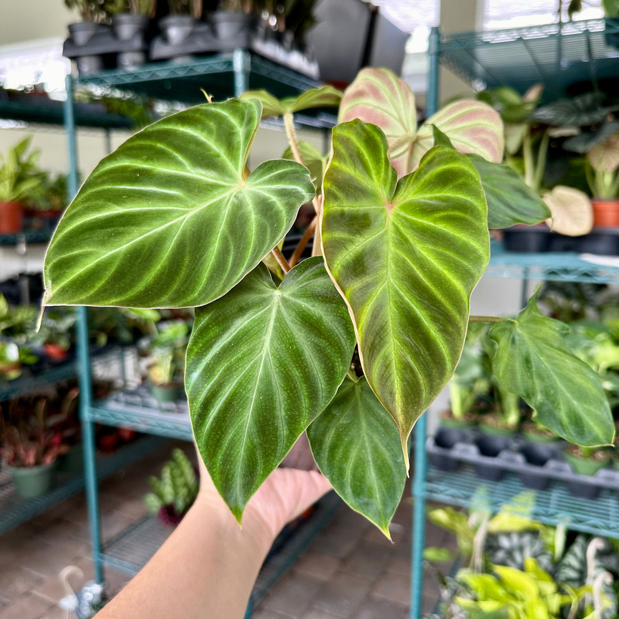 Philodendron verrucosum - 6” pot