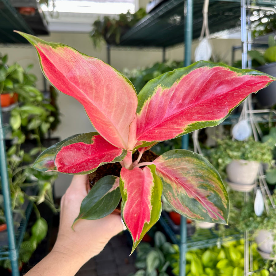 4” Aglaonema red king