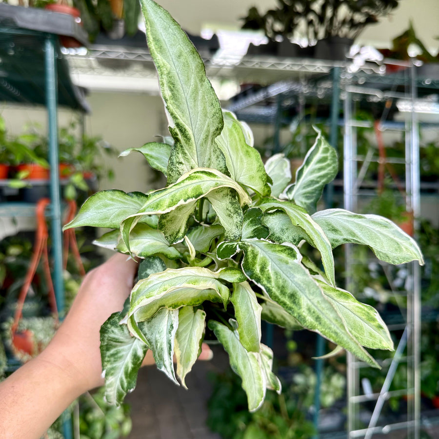 6” Syngonium starlite